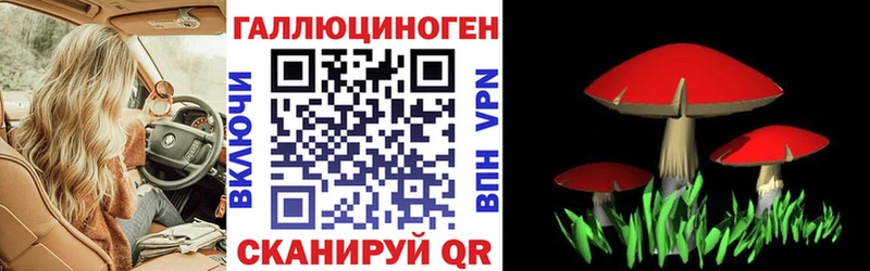где найти наркотики  mega вход  Псилоцибиновые грибы GOLDEN TEACHER  Черняховск 